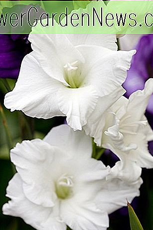 Schwertlilie 'Weißer Wohlstand', Gladiolus 'Weißer Wohlstand', Gladiola 'Weißer Wohlstand', Gladiole x Hortulanus 'Weißer Wohlstand', Weiße Schwertlilien