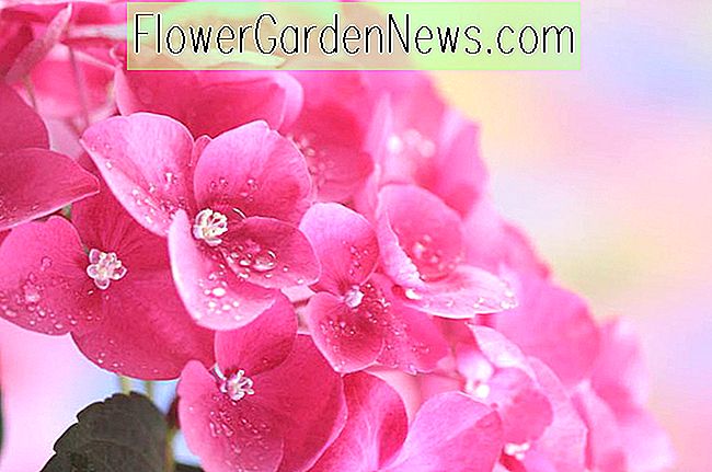 Smukke hortensiaer til Stillehavet Nordvestregionen