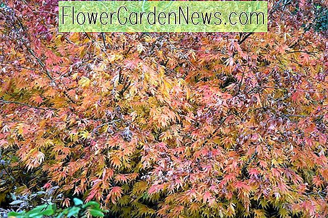 Acer palmatum 'Omure-Yama', Japanischer Ahorn Omure-Yama, Baum mit Herbstfarbe, Herbstfarbe, Attraktiver Baumrinde, Goldblätter, Gold Acer, Gold Japanischer Ahorn, Gold Maple
