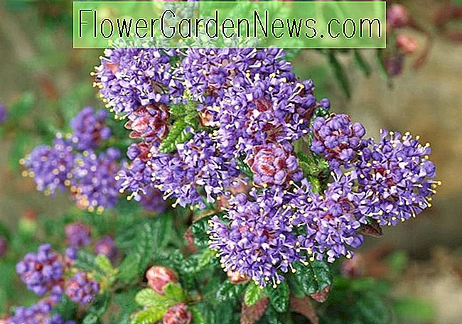 Ceanothus arboreus 'Trewithen Blue' (Californische lila)