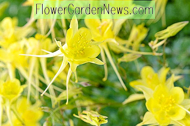 Aquilegia chrysantha 'Yellow Queen' (Golden Columbine)