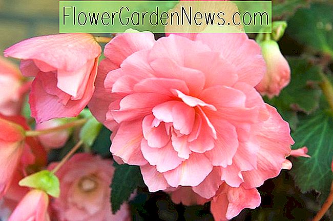 Begonia 'Odorosa Sødrosa', Odorosa Sødrosa Begonia, Duftende Begonia, Pink Begonia, Lyserøde blomster, Skygge elskende planter, Blomsterpærer, Skyggeplanter, Skygge blomster