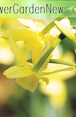 Narcissus 'Hawera' (Triandrus Påskeliljer)