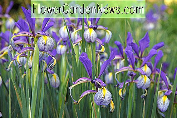 Iris spuria (ไอริสสีน้ำเงิน)