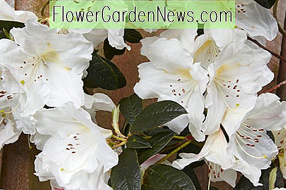 Rhododendron 'Fragrantissimum'