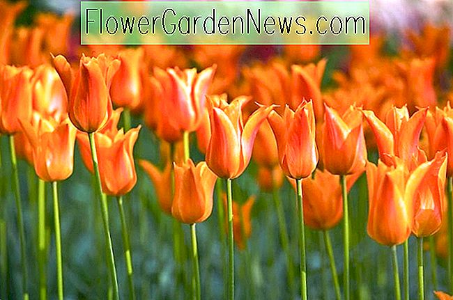 Tulipa 'Ballerina' (Lily-Flowered Tulip)