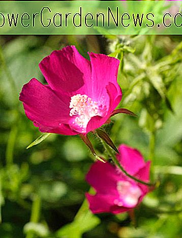 Callirhoe involucrata (Purple Poppy Mallow)