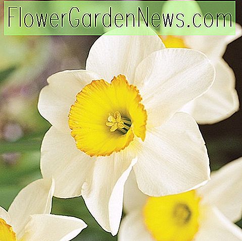 Narcissus 'Semper Avanti' (Large-Cupped Daffodil)