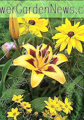 Lilium 'Grand Cru', Lily 'Grand Cru', Asiatic Hybrid Lily 'Grand Cru', letnia kwitnąca żarówka, wczesne letnie lilie kwiatowe, żółte lilie, bicolor lilie, lilie nagród