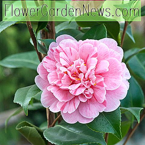 Camellia japonica 'Tricolor'