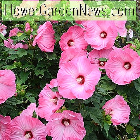 Hibiskus 'Airbrush Effect' (Rosenmalve) 🌹 Nützliche Tipps Gärtner Und