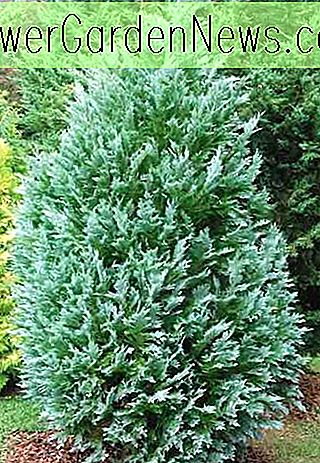 Chamaecyparis lawsoniana 'Pembury Blue' (Lawson Cypress)