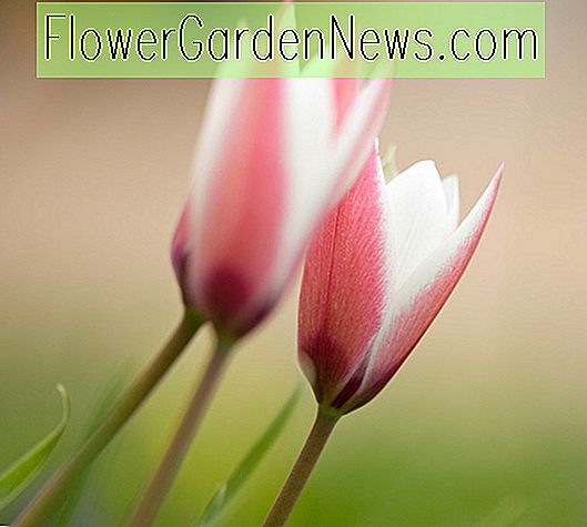 Tulipa clusiana 'Peppermint Stick' (พฤกษชาติ Tulip)