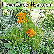 Canna 'Tropicanna Gold', 'Tropicanna Gold' ของอินเดีย 'Canna' Tropicanna ', Canna Lily bulbs, Canna lilies, Canna Lilies สีเหลือง, Canna Golden Leaf
