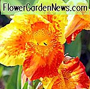 พระราชาสีเหลืองของฮัมเบิร์ต ', อินเดียยิงกษัตริย์สีเหลือง Humbert', Cana LilyYellow King Humbert, Canna Lily bulbs, Canna lilies, Canna Lilies สีเหลือง, สีส้มกระบอง Canna, ดอกลิลลี่ Canna Bicolour