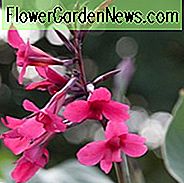 Canna x ehemanii, Canna 'Ehemanii' Canna iridiflora, Ehemanii Canna, Canna Lily bulbs, Canna lilies, Canna Pink, ดอกไม้สีชมพู