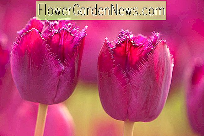 Tulipa 'Suede rizado', Tulip 'Suede rizado', Tulipán con flecos 'Sue rizado', Tulipanes con flecos, Bulbos de primavera, Flores de primavera, Tully Sueza rizada, Tulipanes morados, Tulipanes Dentelle