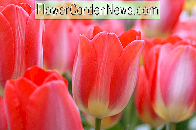 Tulipa 'Big Chief' (Darwin Hybrid Tulip)