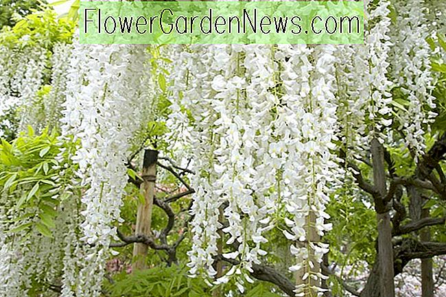 Wisteria floribunda 'Alba' (White Japanese Wisteria)