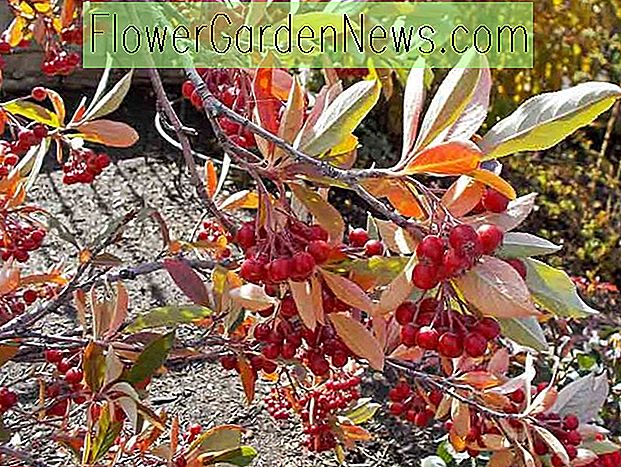 Aronia arbutifolia 'Brilliantissima' (Red Chokeberry)
