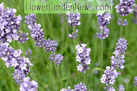 Lavandula angustifolia 'Munstead' (Lavendel)