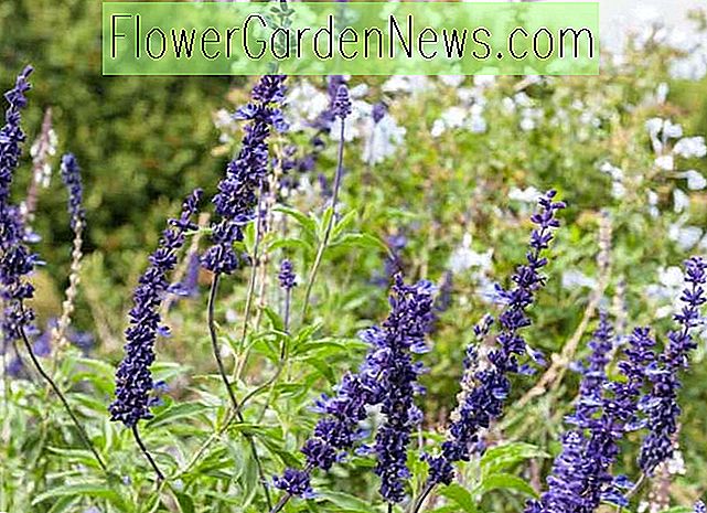 Salvia farinacea 'Blue Bedder' (Mealy Cup Sage)
