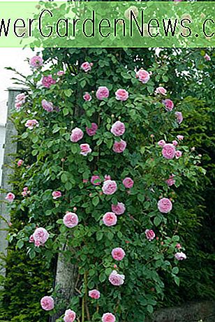 Rose 'James Galway', Auscrystal, Rosa 'James Galway', ปีนโรส 'เจมส์กอลเวย์', ดอกกุหลาบไม่มีหนาม, เดวิดออสตินโรส, กุหลาบอังกฤษ, กุหลาบปีนเขา, ดอกกุหลาบสีชมพูดอกกุหลาบหอมมาก