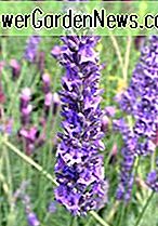 Lavandula x intermedia 'Impress Purple' (Lavanda)