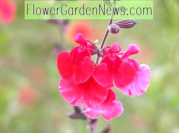 Salvia microphylla 'Red Velvet' (Baby Sage)