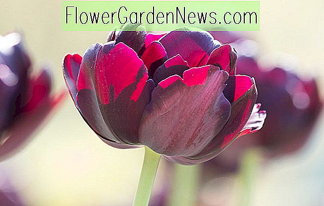 Tulipa 'Black Hero' (dubbele late tulp)
