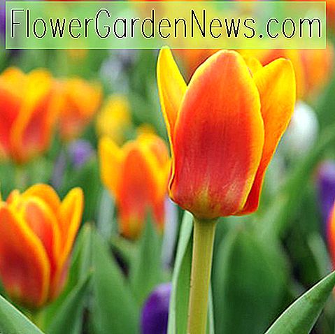 Tulipa 'Cape Cod' (tulipe Greigii)