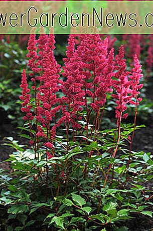 Astilbe 'Red Sentinel', Astilbe Japonica 'Red Sentinel', 'Sentinel' ปลอม, แพะ 'แพะ' Red Sentinel ', Astilbes สีแดง, ดอกไม้สีแดง, ดอกไม้สำหรับเฉดสี