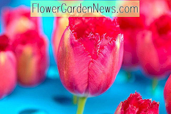 Tulipa 'Burgundy Lace' (ดอกตูม)