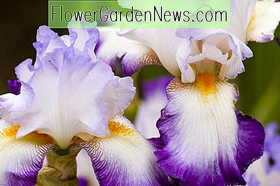 Iris barbus les mieux notés pour votre jardin