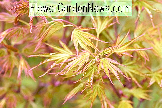 Acer palmatum 'Crippsii' (Japanse esdoorn)