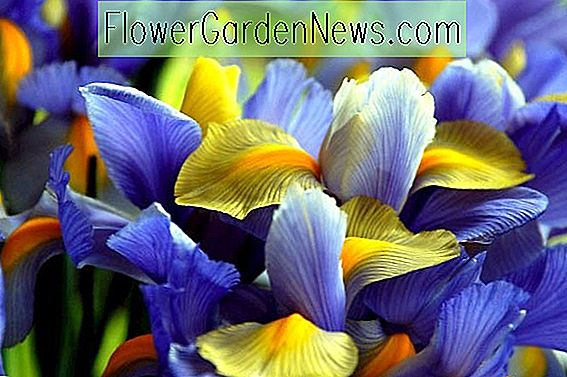 Iris hollandica (Dutch Iris)