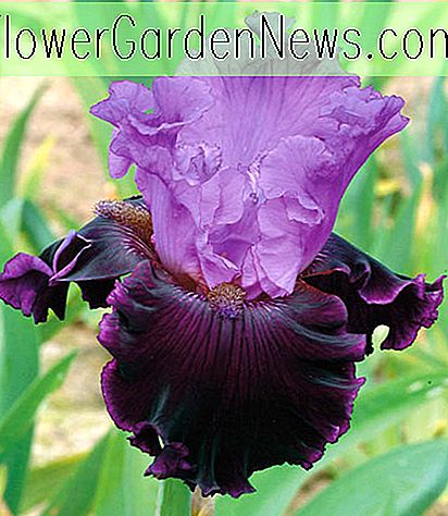 ไอริส 'Dangerous Liaison' (Bearded Iris)