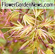 Acer palmatum 'Crippsii', Japansk Maple Crippsii, Träd med höstfärg, Höstfärg, Attraktiv bark Träd, Apelsinblad, Orange Acer, Orange Japansk Maple, Orange Maple