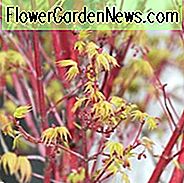 Acer palmatum 'Eddisbury', Korallbark Maple Eddisbury, Japansk lönn 'Eddisbury', Träd med höstfärg, Fallfärg, Attraktiv bark Träd, Rödbark