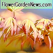 Acer palmatum 'Katsura', Japansk Maple 'Katsura', Träd med höstfärg, Höstfärg, Attraktiv bark Träd, Gyllene blad, Golden Acer, Gyllene japanska Maple