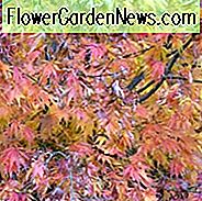 Acer palmatum 'Omure-Yama', Japansk Maple Omure-Yama, Träd med höstfärg, Höstfärg, Attraktiv bark Träd, Guldblad, Guld Acer, Guld Japanska Maple, Guld Maple