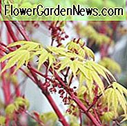Acer, Acer palmatum, Acer Palmatum dissectum, Japansk Maple, Vinterbark, Korall Bark Maples, Coral Bark Acers, Maples med vinterns intresse