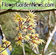 Acer, Acer palmatum, acer palmatum dissectum, japansk lönn, vinterbark, vårblomning, vårfärg