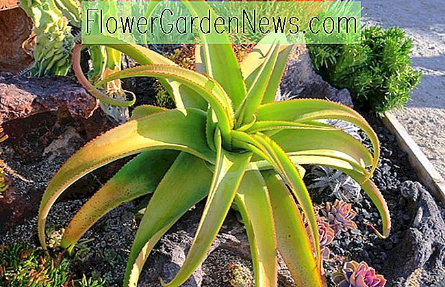Aloe vanbalenii (Aloe de Van Balen)