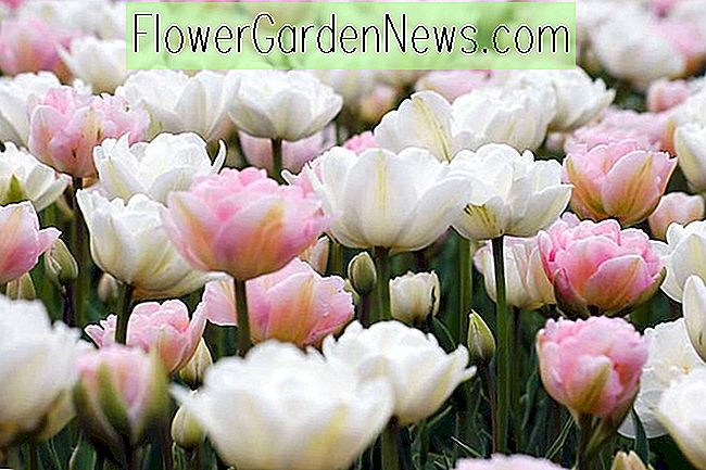 Tulipa 'Mount Tacoma', Tulipan 'Mount Tacoma', Double Late Tulip 'Mount Tacoma', Tulipany podwójne późno, Spring Bulbs, Kwiaty wiosny, Ivory Tulip, Creamy Tulip, White Tulip