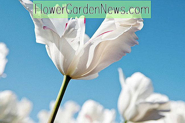 Tulipa 'weißer Papagei', Tulpe 'weißer Papagei', Papagei Tulpe 'weißer Papagei', Papageientulpen, Frühlings-Birnen, Frühlings-Blumen, Tulpe-weißer Papagei, weiße Tulpe, Tulipe Perroquet