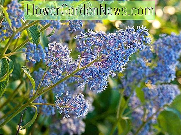 Ceanothus × delileanus 'Gloire de Versailles', California Lilac 'Gloire de Versailles', Fleurs bleues, Arbustes parfumés, 