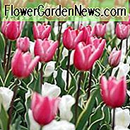 Tulipa 'Charmeur', Tulip 'Charmeur', Triumf Tulip 'Charmeur', Triumf Tulipaner, Vårløk, Vårblomster, Rosa Tulipaner, Bicolor Tulipaner, Tulipes Triomphe, Midt vår tulipaner