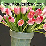 Tulpan 'Dynasty', Triumf Tulip 'Dynasty', Triumf Tulipaner, Vårløk, Vårblomster, Tulipa 'Dynasty', Rosa Tulipaner, Tulipes Triomphe, Midt vår tulipaner