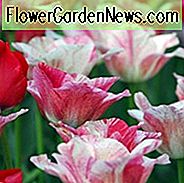 Tulipa 'Halvkule', Tulip 'Halvkule', Triumf Tulip 'Halvkule', Triumf Tulipaner, Vårløk, Vårblomster, Pink Tulip, Bicolor Tulip